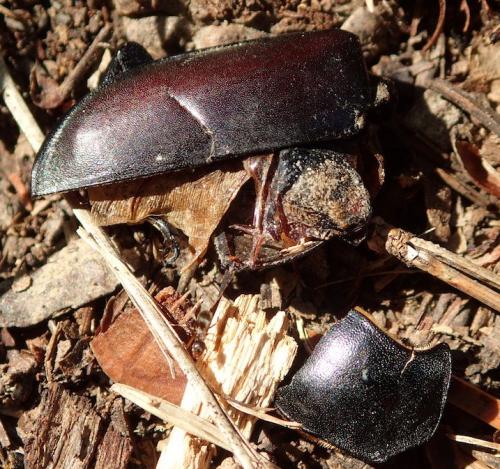 Lucanus cervus